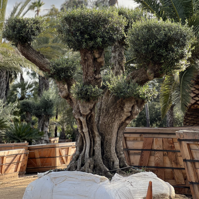olea-europaea-european-olive-edible