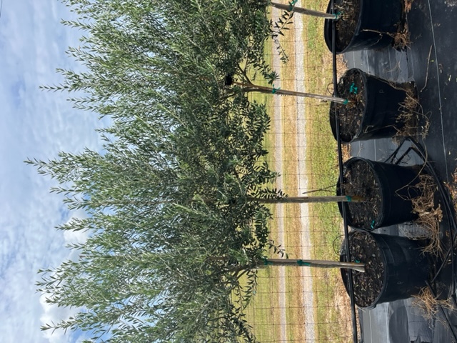 olea-europaea-european-olive-edible