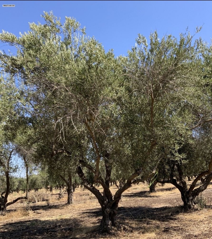 olea-europaea-european-olive-edible
