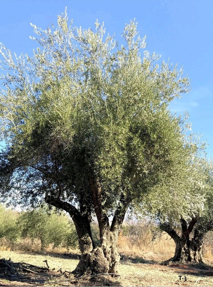 olea-europaea-european-olive-edible