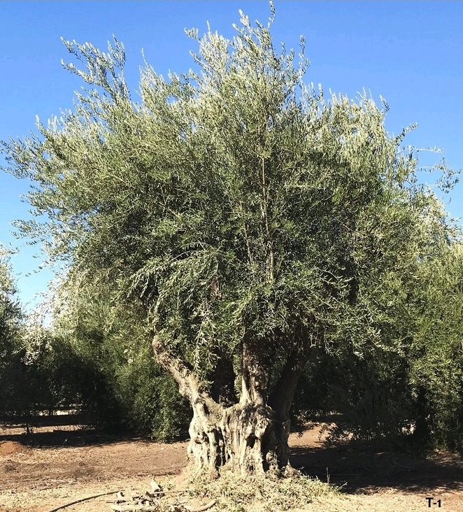 olea-europaea-european-olive-edible