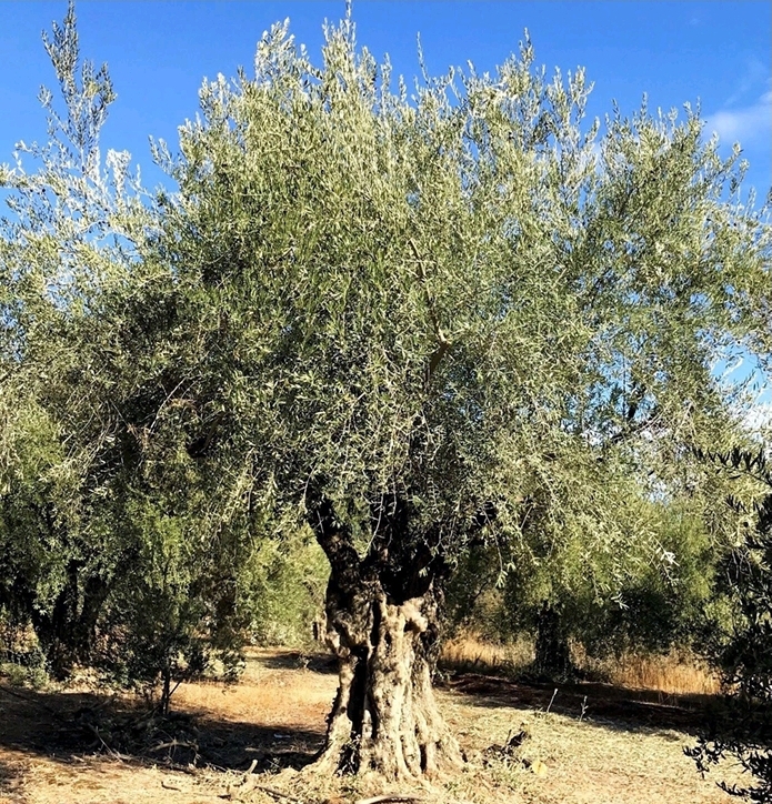 olea-europaea-european-olive-edible