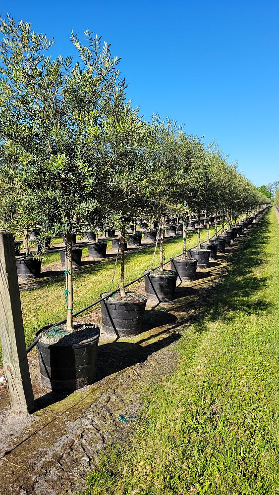 olea-europaea-european-olive-edible