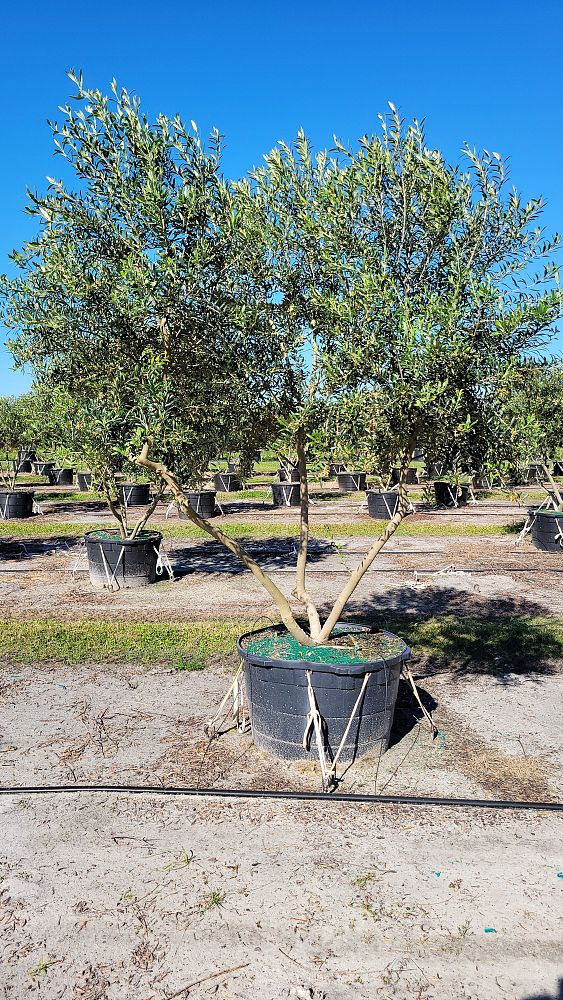 olea-europaea-european-olive-edible