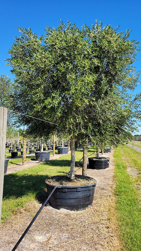 olea-europaea-european-olive-edible