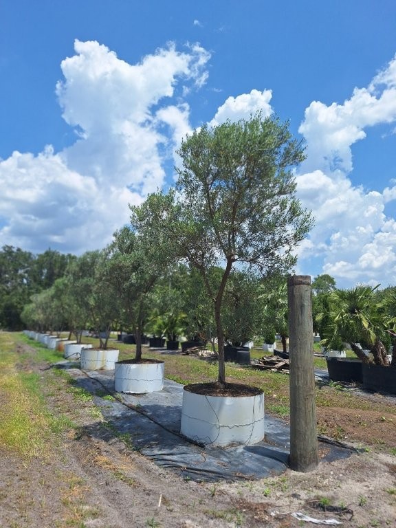 olea-europaea-european-olive-edible