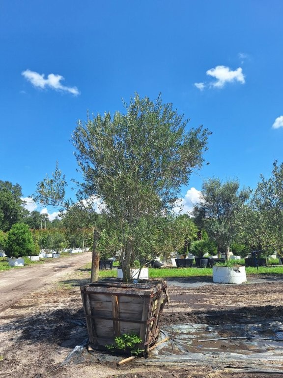 olea-europaea-european-olive-edible