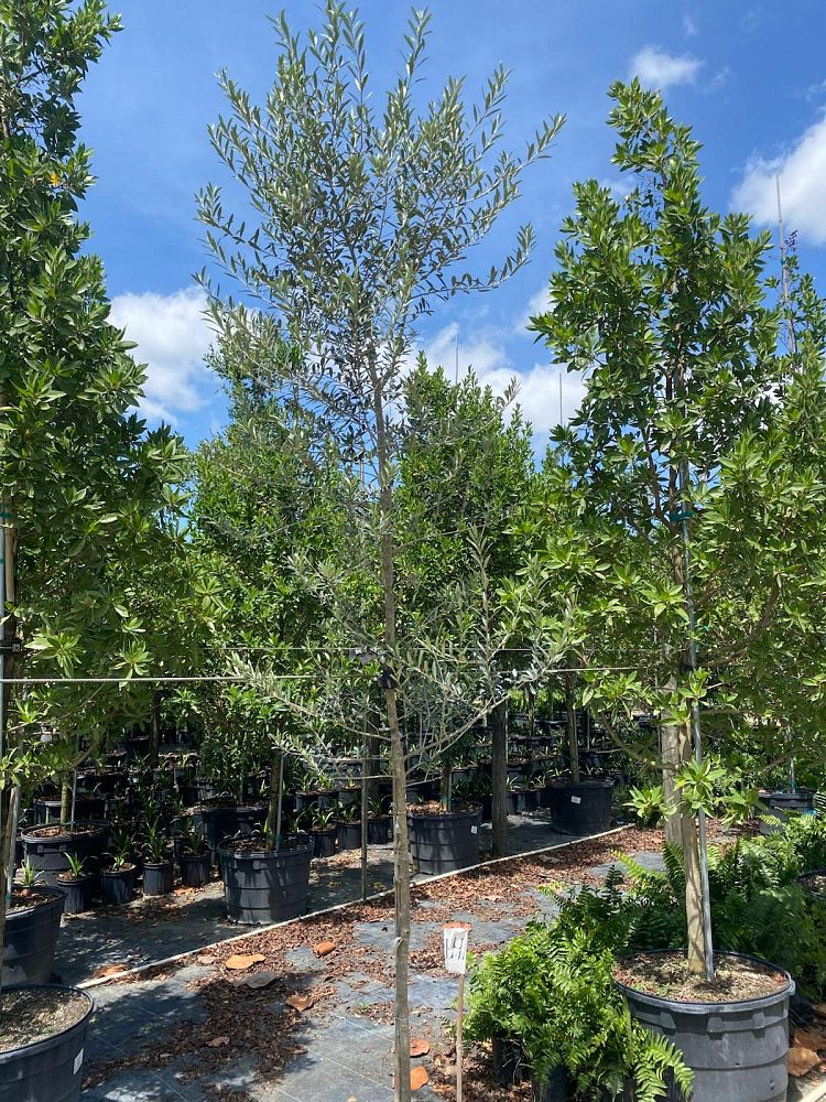 olea-europaea-european-olive-edible