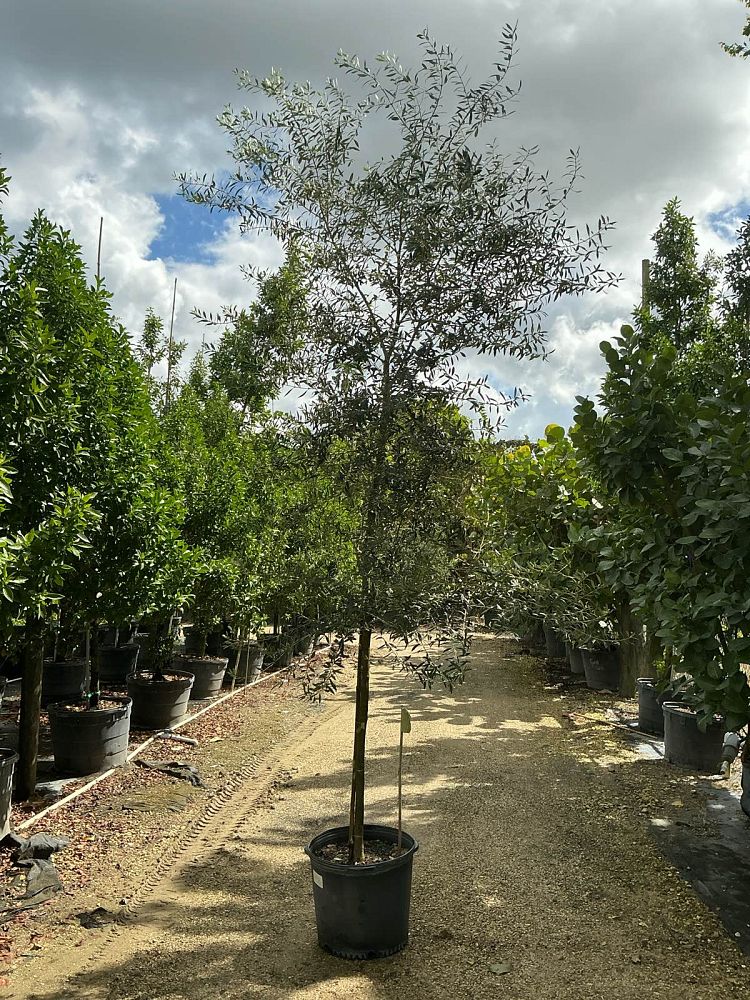 olea-europaea-european-olive-edible