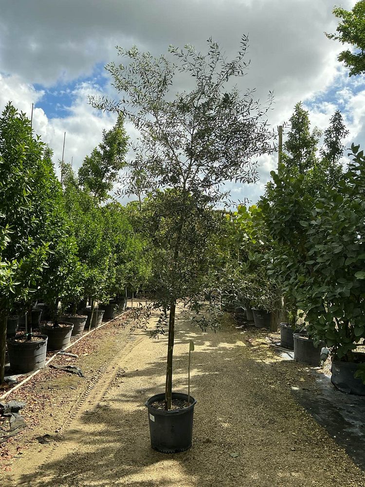 olea-europaea-european-olive-edible