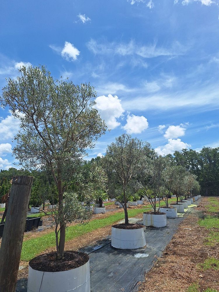 olea-europaea-european-olive-edible