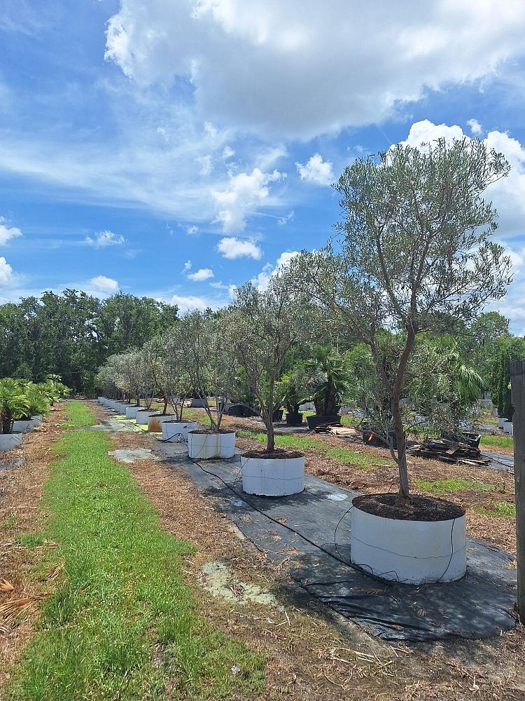 olea-europaea-european-olive-edible