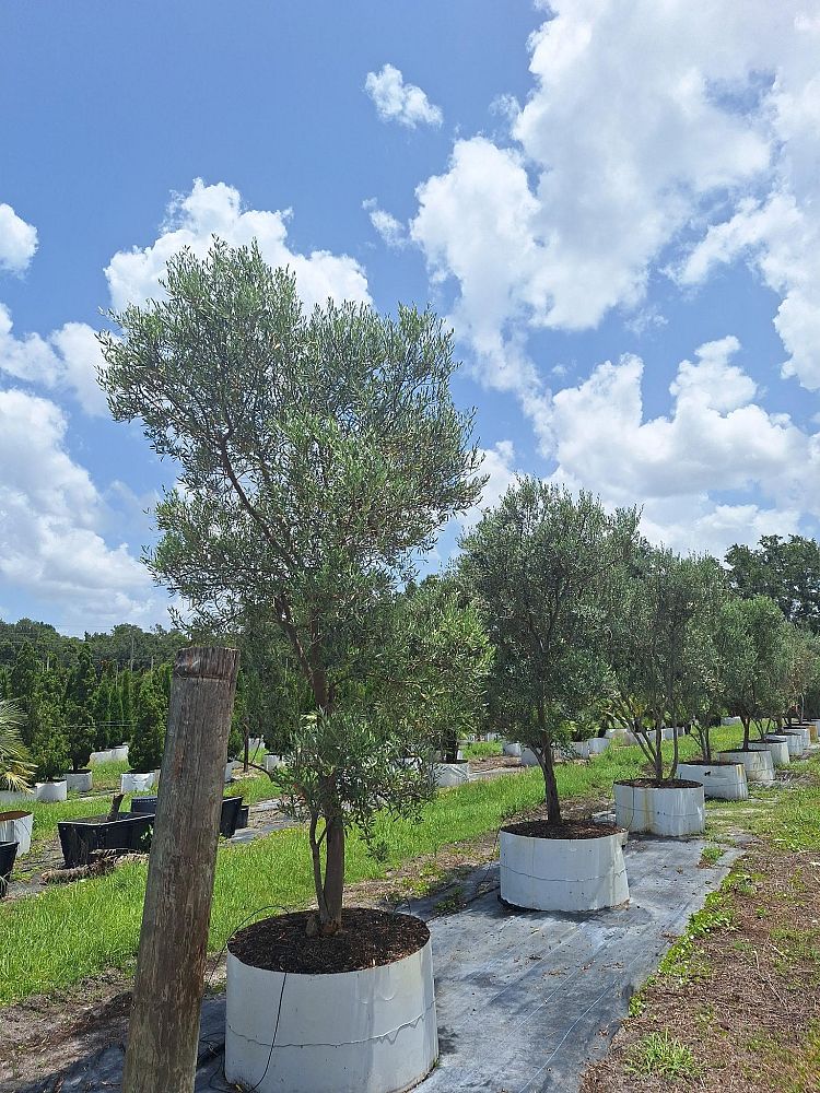 olea-europaea-european-olive-edible