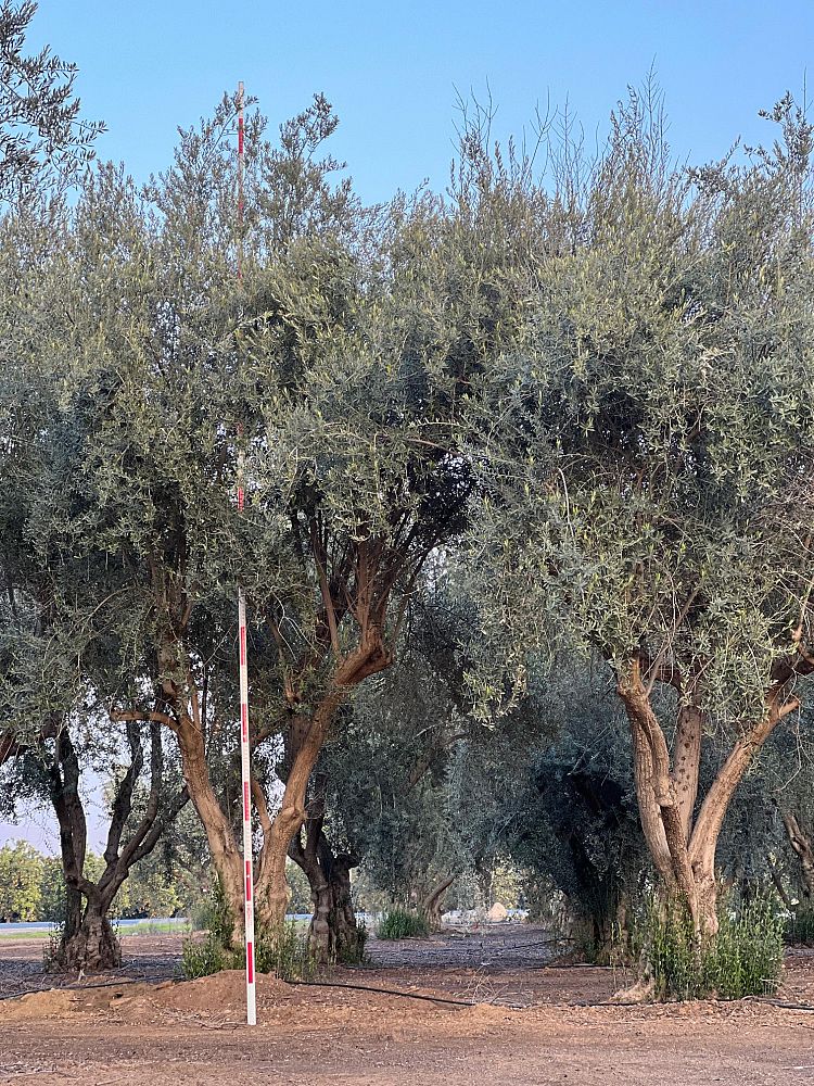 olea-europaea-european-olive-edible
