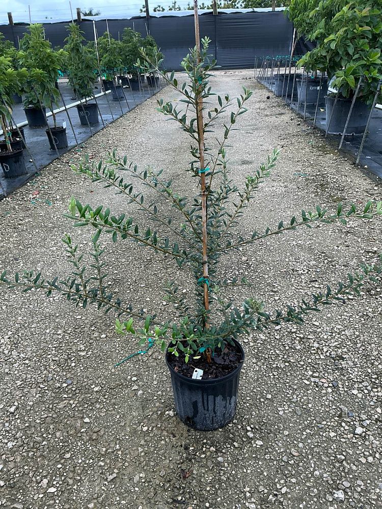 olea-europaea-european-olive-edible