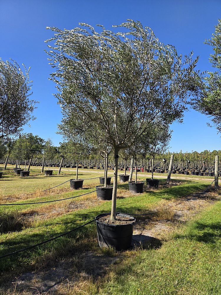 olea-europaea-european-olive-edible