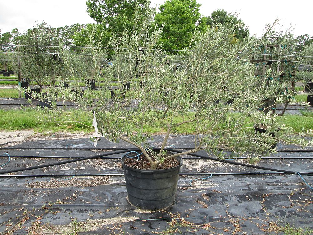 olea-europaea-frantoio-european-olive-edible