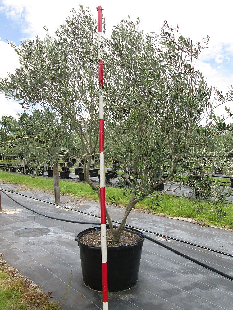 olea-europaea-frantoio-european-olive-edible
