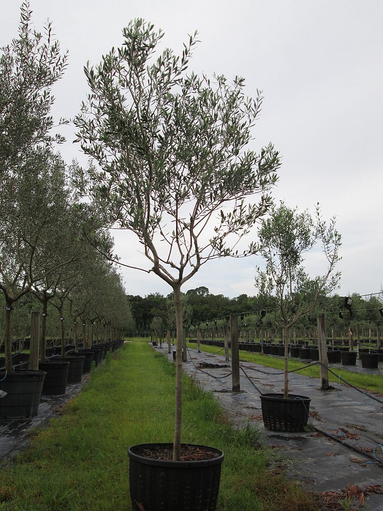 olea-europaea-frantoio-european-olive-edible