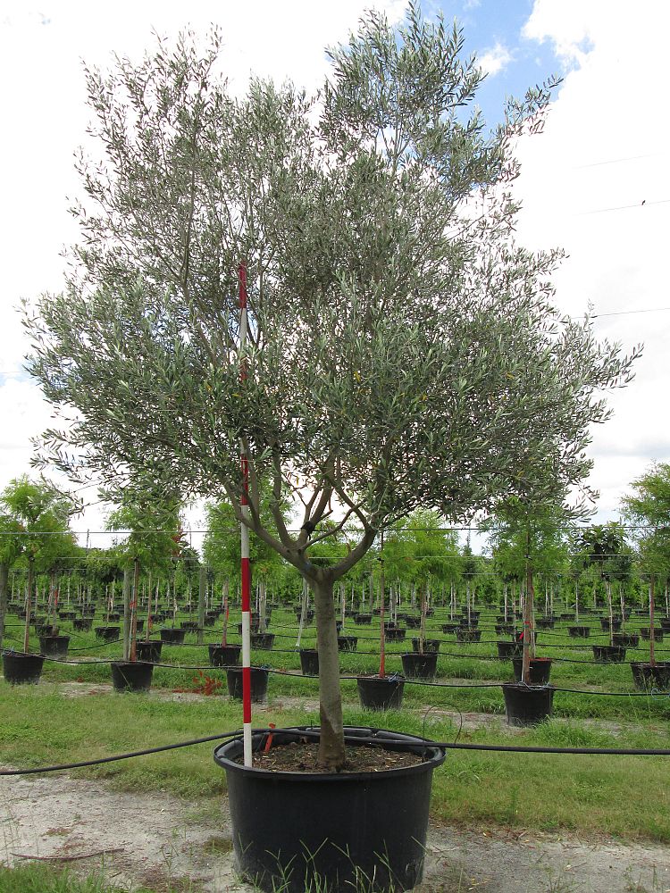 olea-europaea-frantoio-european-olive-edible