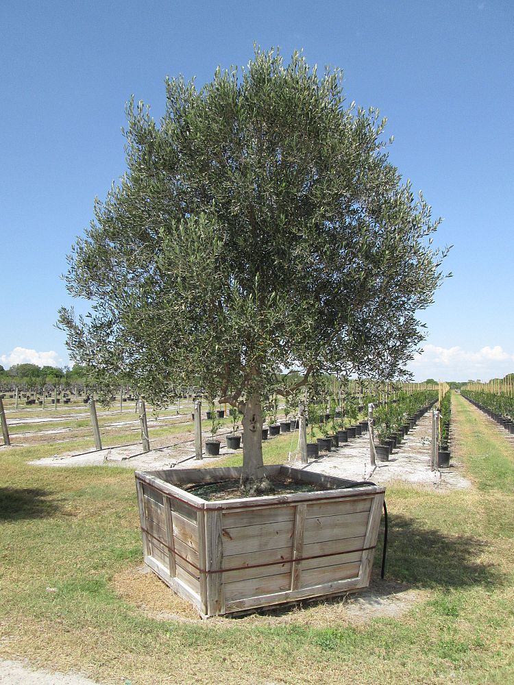 olea-europaea-frantoio-european-olive-edible