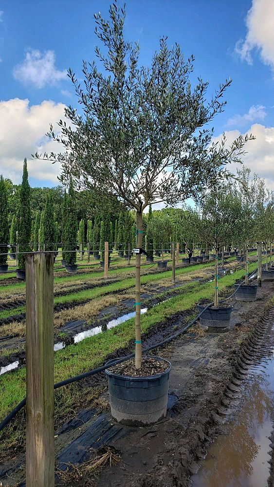 olea-europaea-frantoio-european-olive-edible