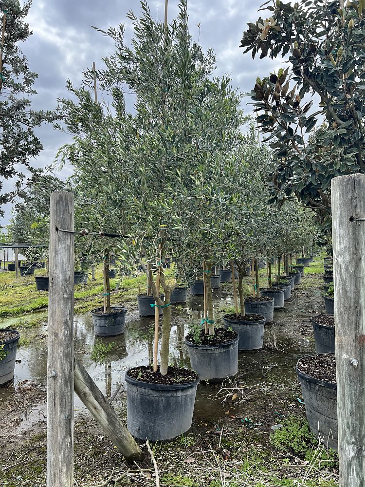 olea-europaea-frantoio-european-olive-edible