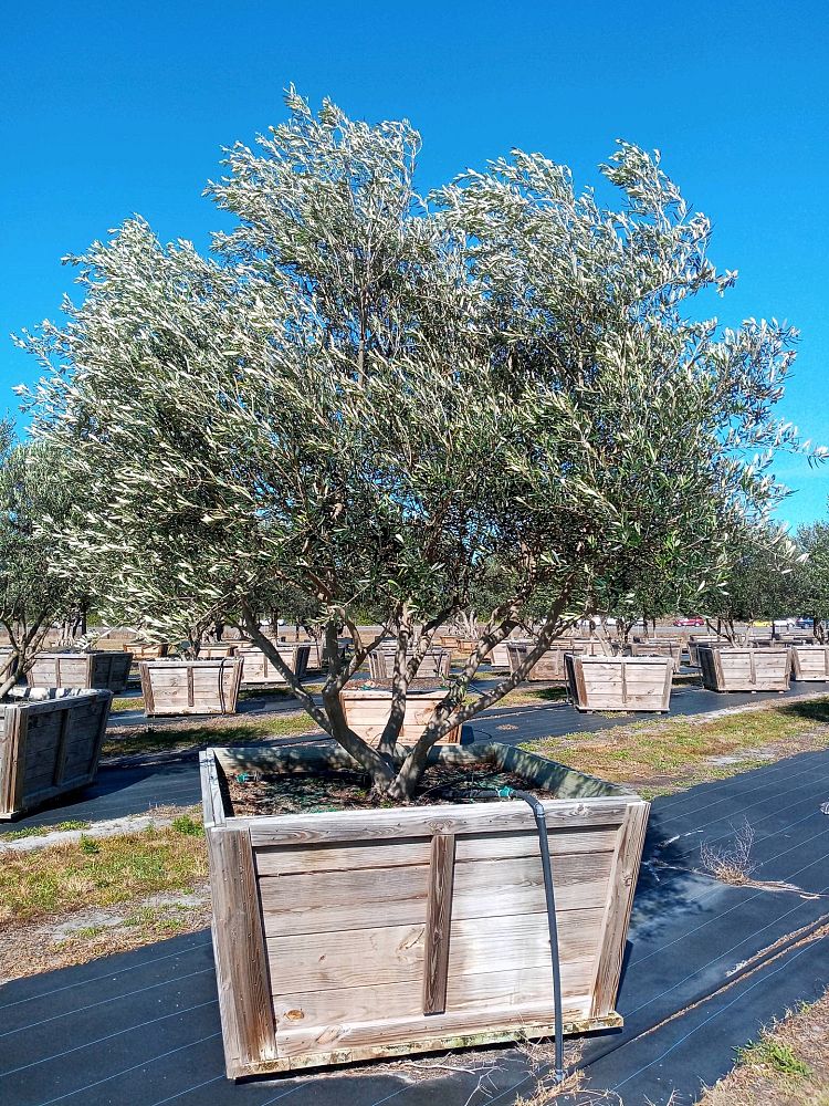 olea-europaea-frantoio-european-olive-edible
