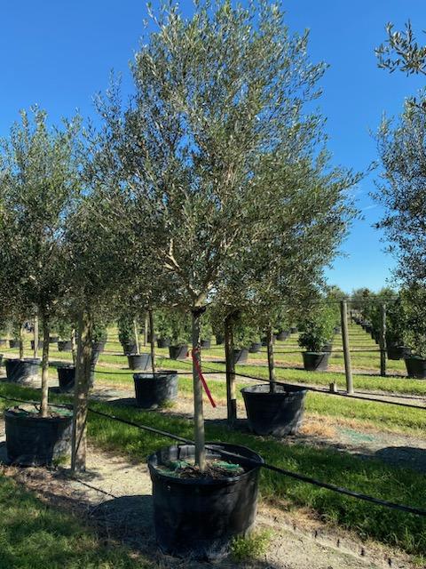 olea-europaea-frantoio-european-olive-edible