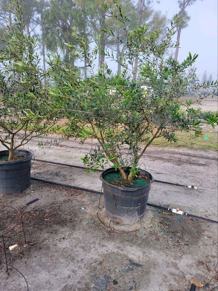 olea-europaea-frantoio-european-olive-edible