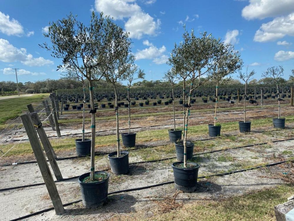 olea-europaea-frantoio-european-olive-edible