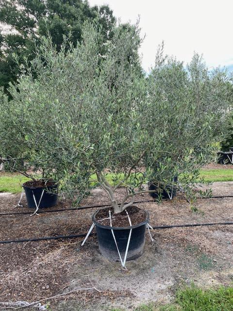 olea-europaea-frantoio-european-olive-edible