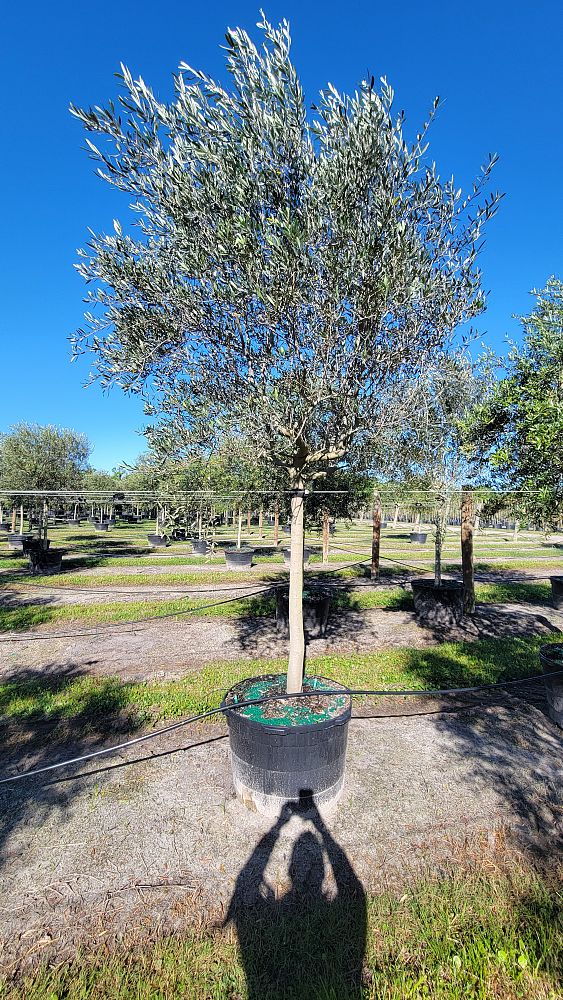 olea-europaea-frantoio-european-olive-edible