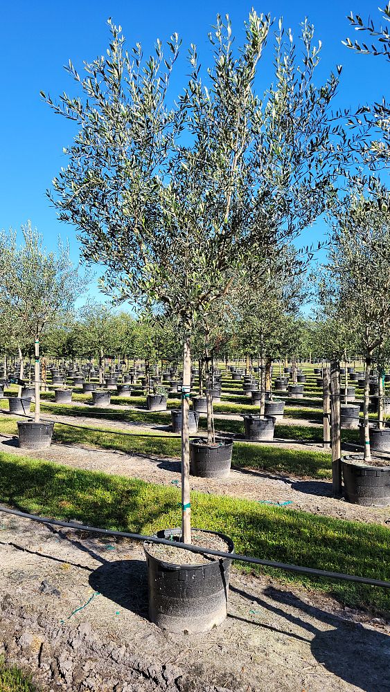 olea-europaea-frantoio-european-olive-edible