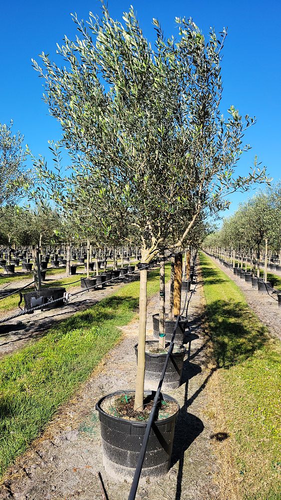 olea-europaea-frantoio-european-olive-edible