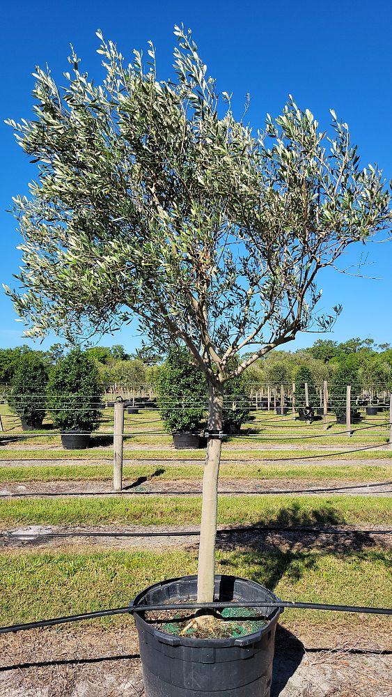 olea-europaea-frantoio-european-olive-edible