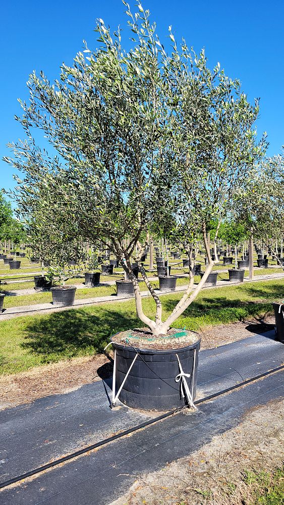 olea-europaea-frantoio-european-olive-edible