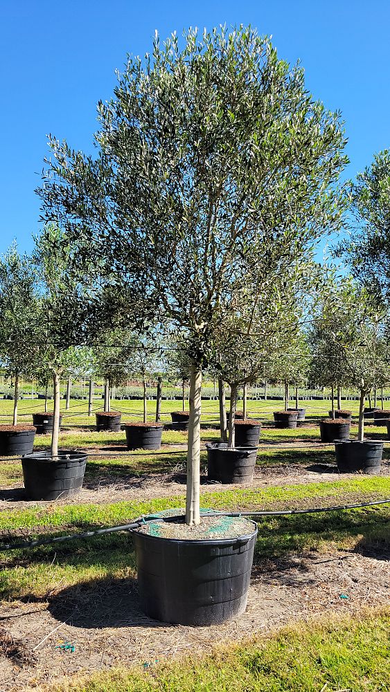 olea-europaea-frantoio-european-olive-edible