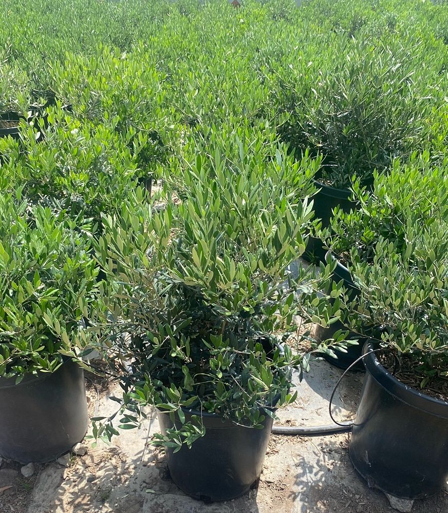 olea-europaea-little-ollie-european-olive-edible