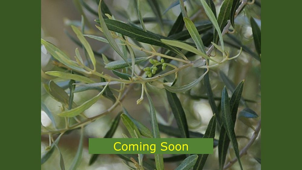 olea-europaea-majestic-beauty-european-olive-edible
