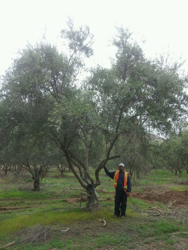 olea-europaea-manzanillo-european-olive-edible