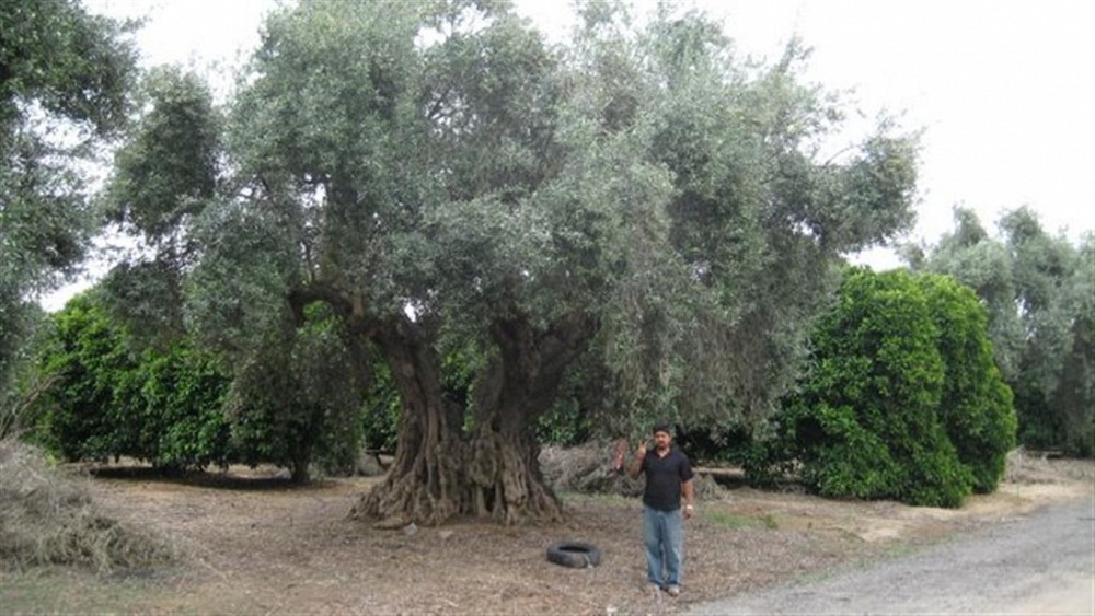olea-europaea-manzanillo-european-olive-edible