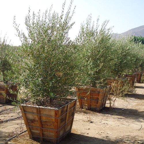 olea-europaea-manzanillo-european-olive-edible