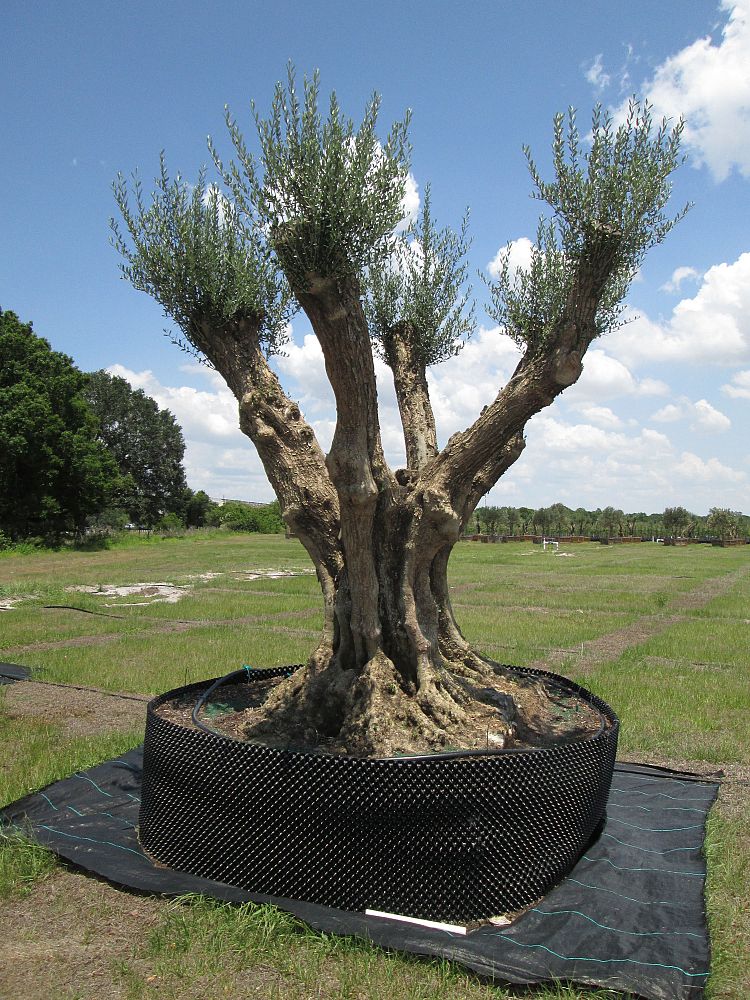 olea-europaea-manzanillo-european-olive-edible