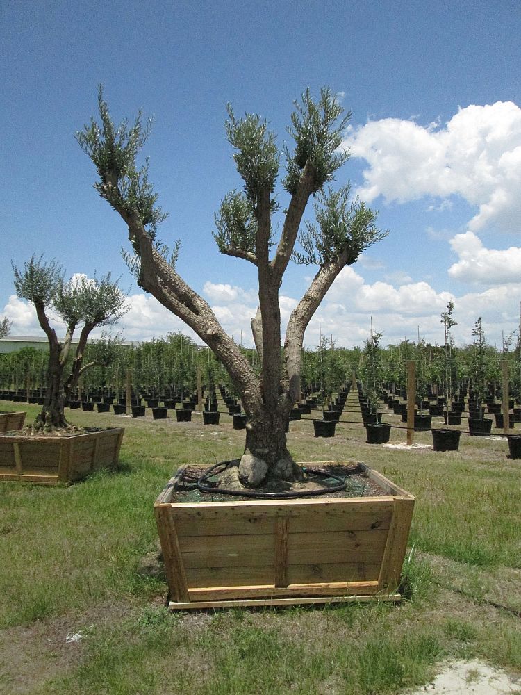 olea-europaea-manzanillo-european-olive-edible