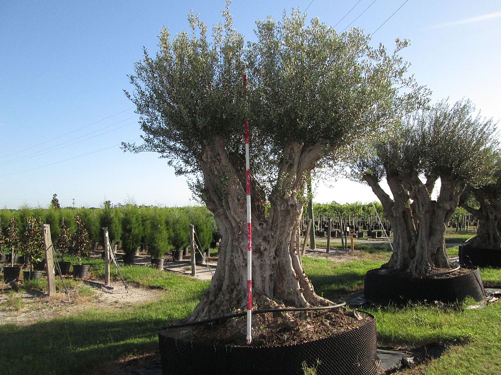 olea-europaea-manzanillo-european-olive-edible