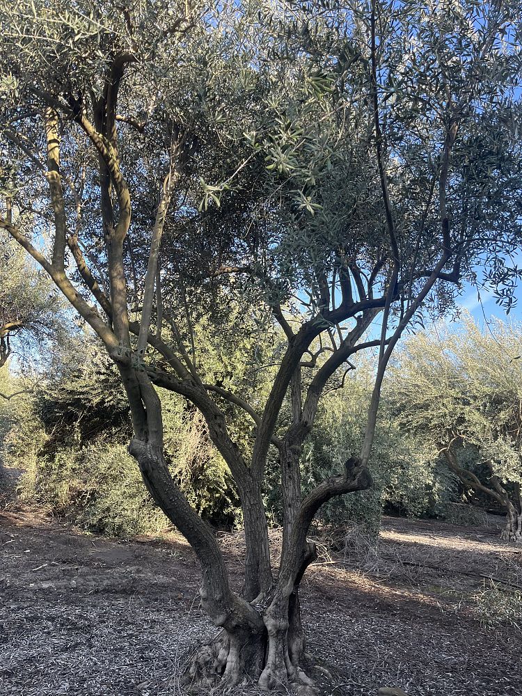 olea-europaea-manzanillo-european-olive-edible
