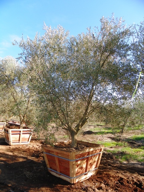 olea-europaea-mission-european-olive-edible