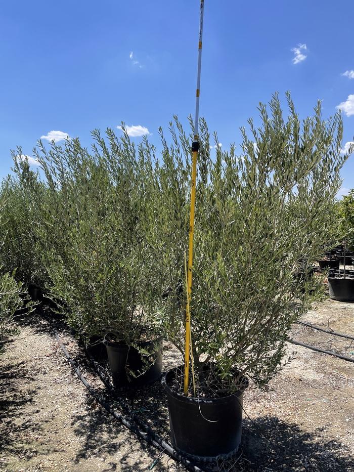 olea-europaea-mission-european-olive-edible