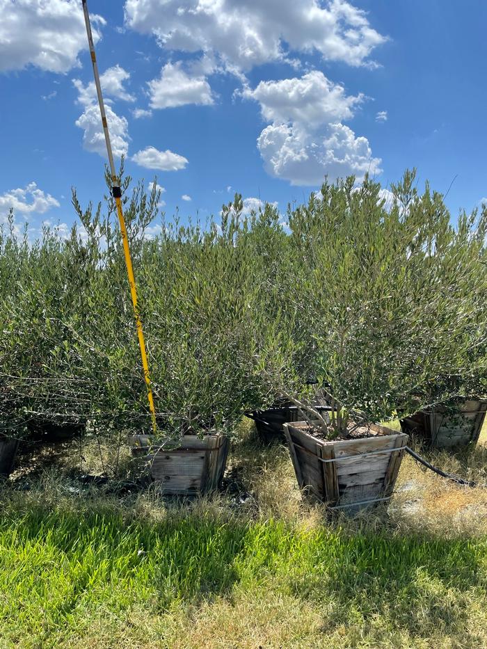 olea-europaea-mission-european-olive-edible